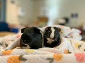 Rescue Guinea Pig Guinea Pigs for Adoption in Santa Cruz, California - Kirby & Bissell | PetCurious